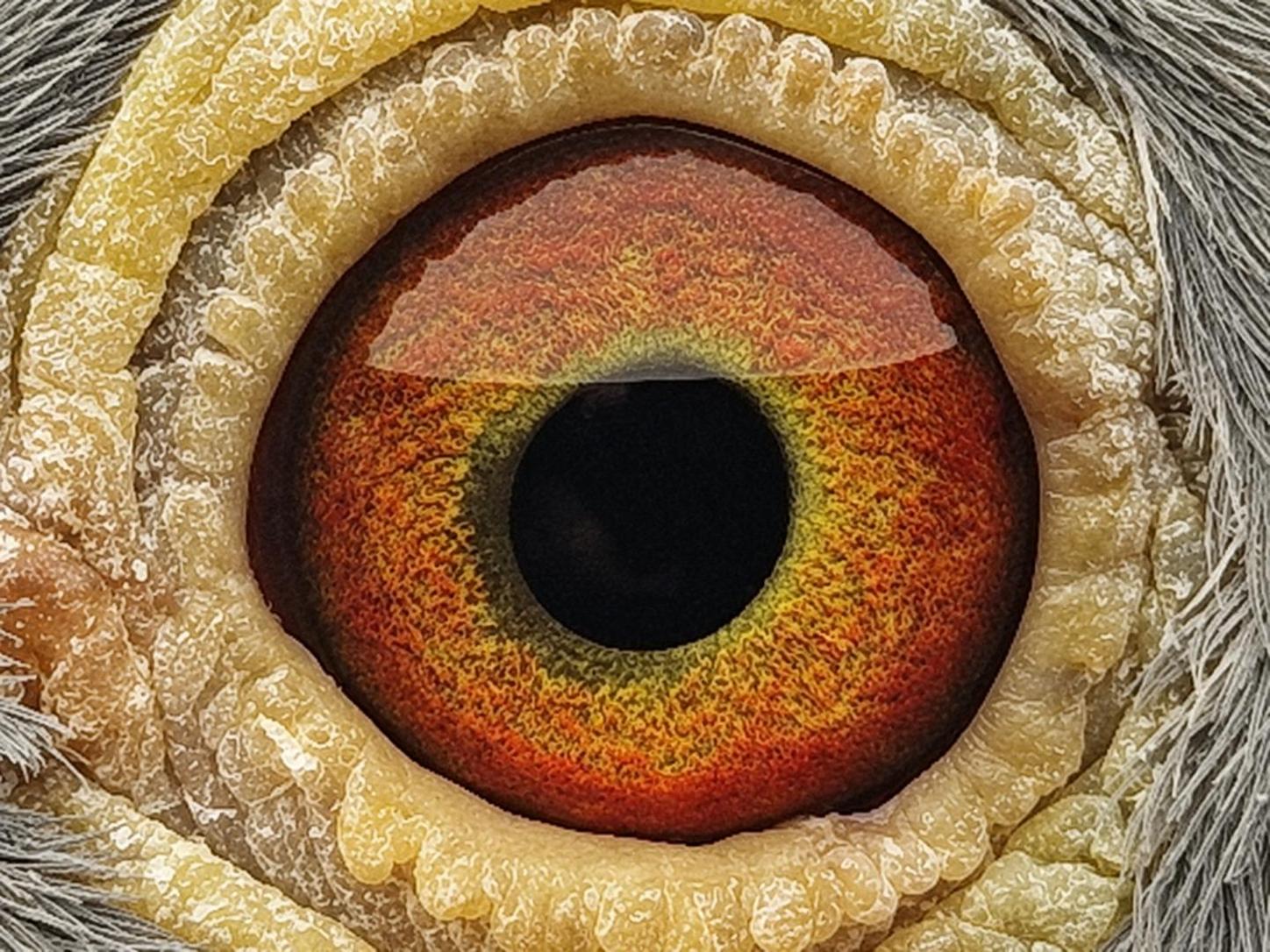 Pigeon eye